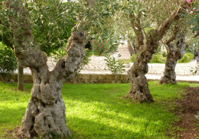 Agriturismo Borgo Levante